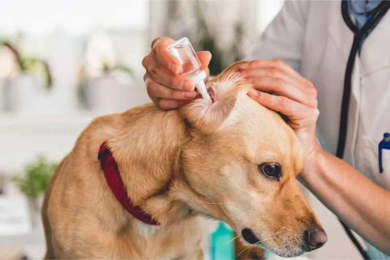 Ear Infection in Dogs
