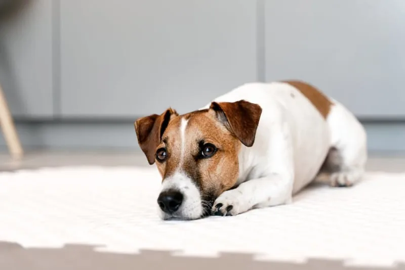 What is whipworm in dogs? Causes, Treatment & Prevention