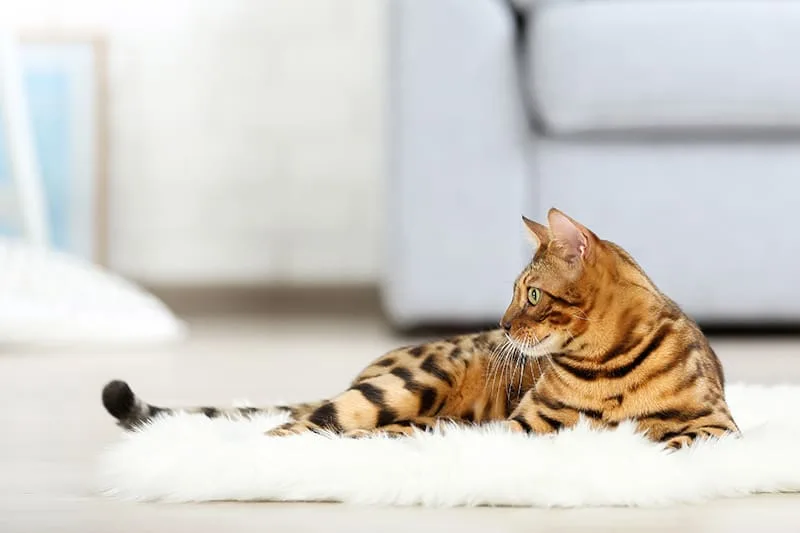 FHO - Hip Surgery for Cats