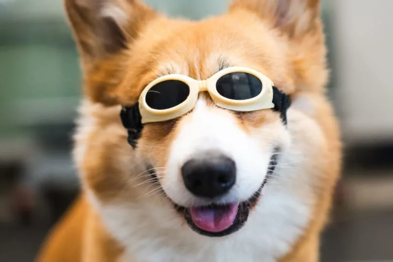 What Medical Conditions Can Cold Laser Therapy Treat In Dogs