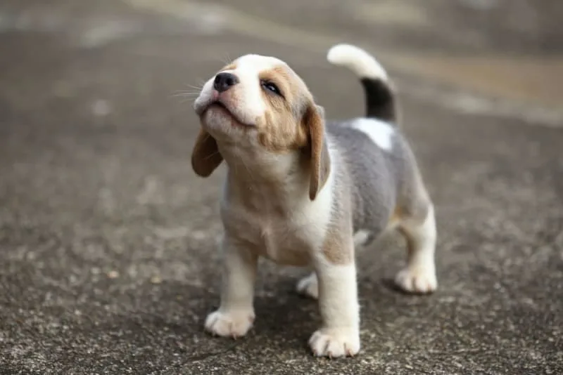 Your Complete Guide to First-Year Puppy Vaccinations