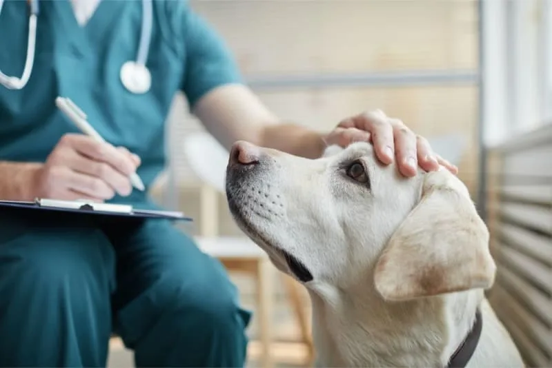 Vaccine Reactions in Dogs: Everything You Should Know