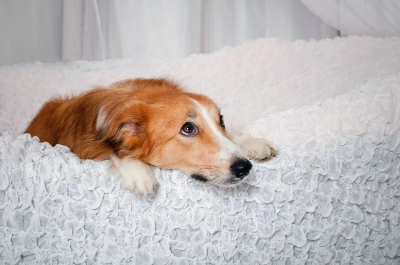 How To Treat Anemia in Dogs