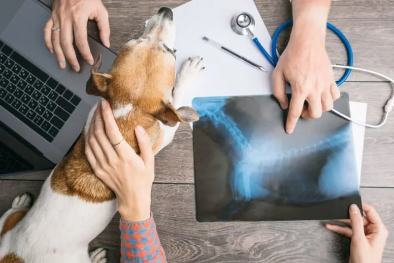 Surgery for Dogs With Intervertebral Disc Disease (IVDD)