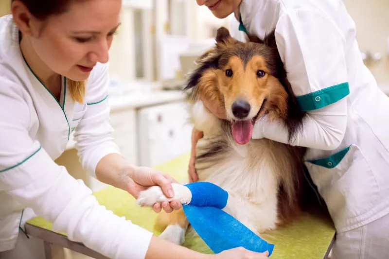Does My Pet Need Emergency Care