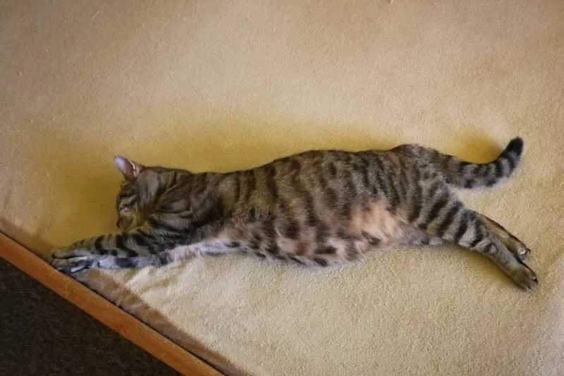 What can I give my cat for allergies?
