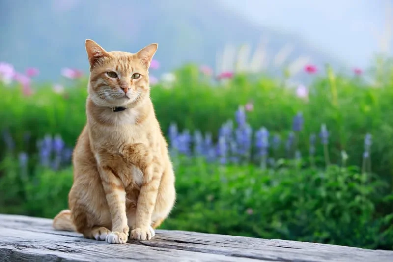 Gingivitis in Cats - What It Is & How It's Treated