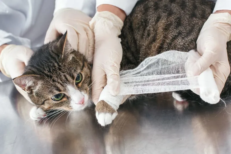 Cat Wound Care: How to Handle It
