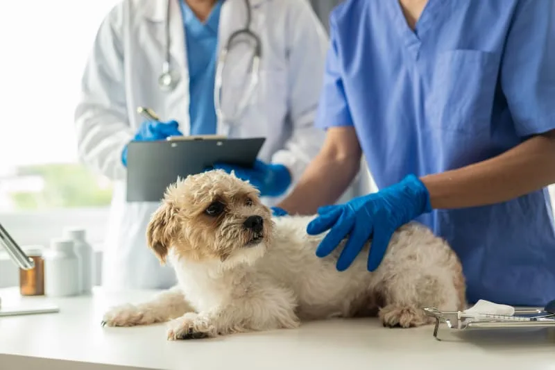 ECG For Pets: When It's Needed