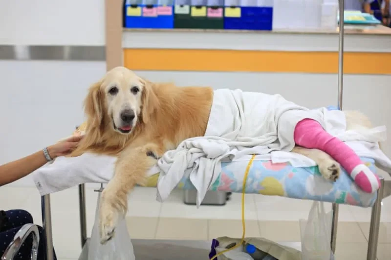 When to take your cat or dog to the emergency vet