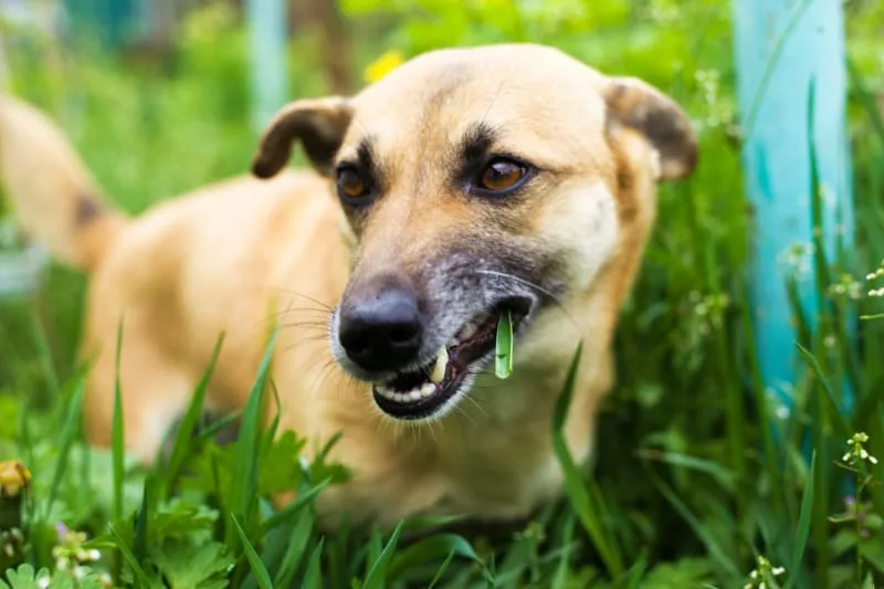 Why Do Dogs Eat Grass?