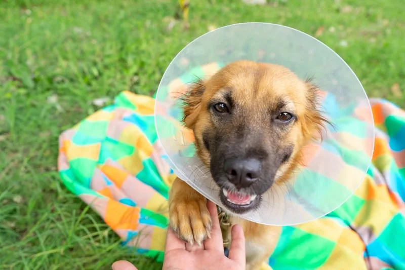 Signs of Infection After Neutering Dog
