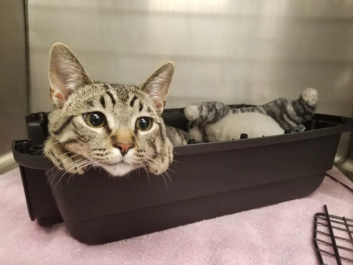 Cat Vaccinations in Goleta
