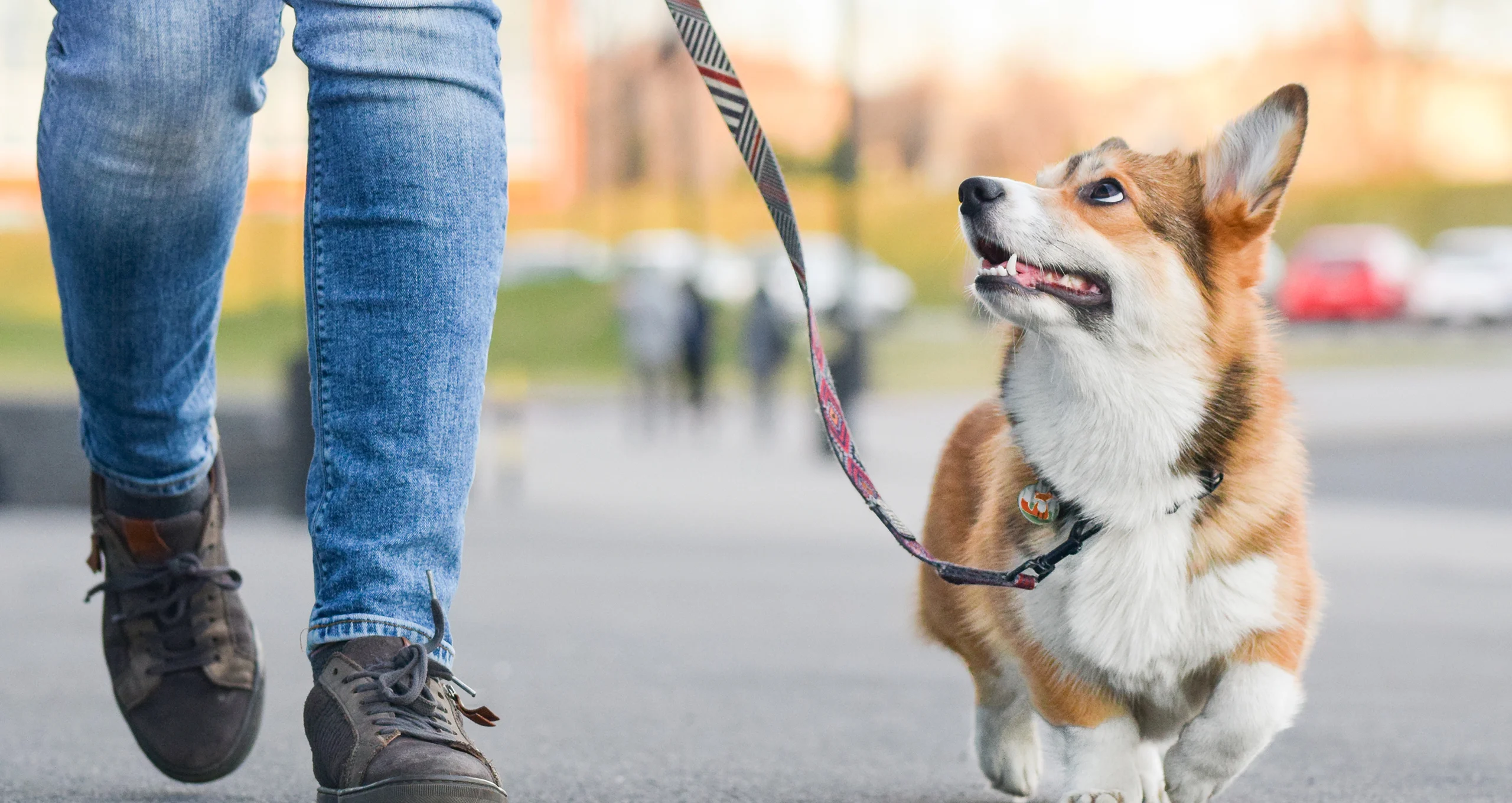 h corgi walking on a leash