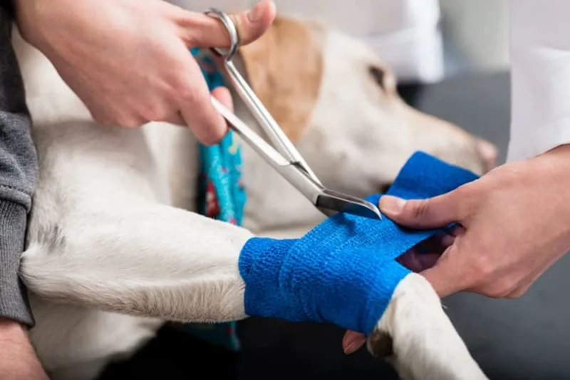 Dog Wound Care & Healing Stages