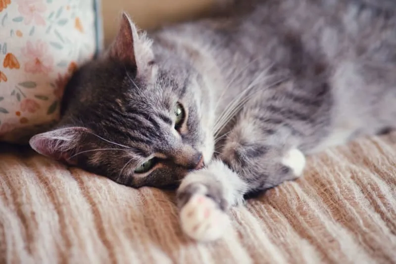 Bladder Stones in Cats