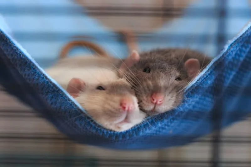Owning a Pet Rat