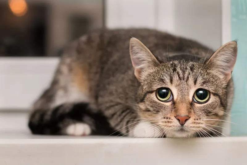 How To Tell If a Cat Is In Pain