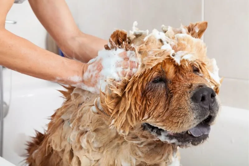 Signs a Dog Needs Grooming