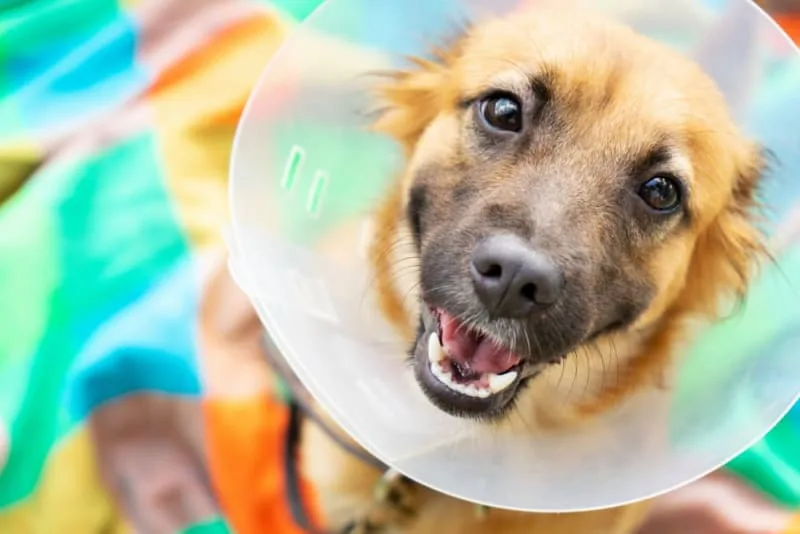 Managing Pain In Dogs After Spaying Or Neutering