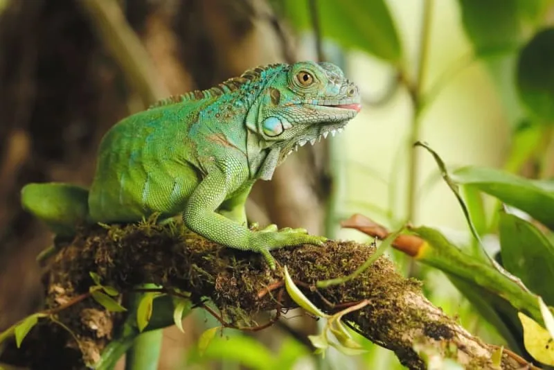Iguana as a Pet: What You Should Know