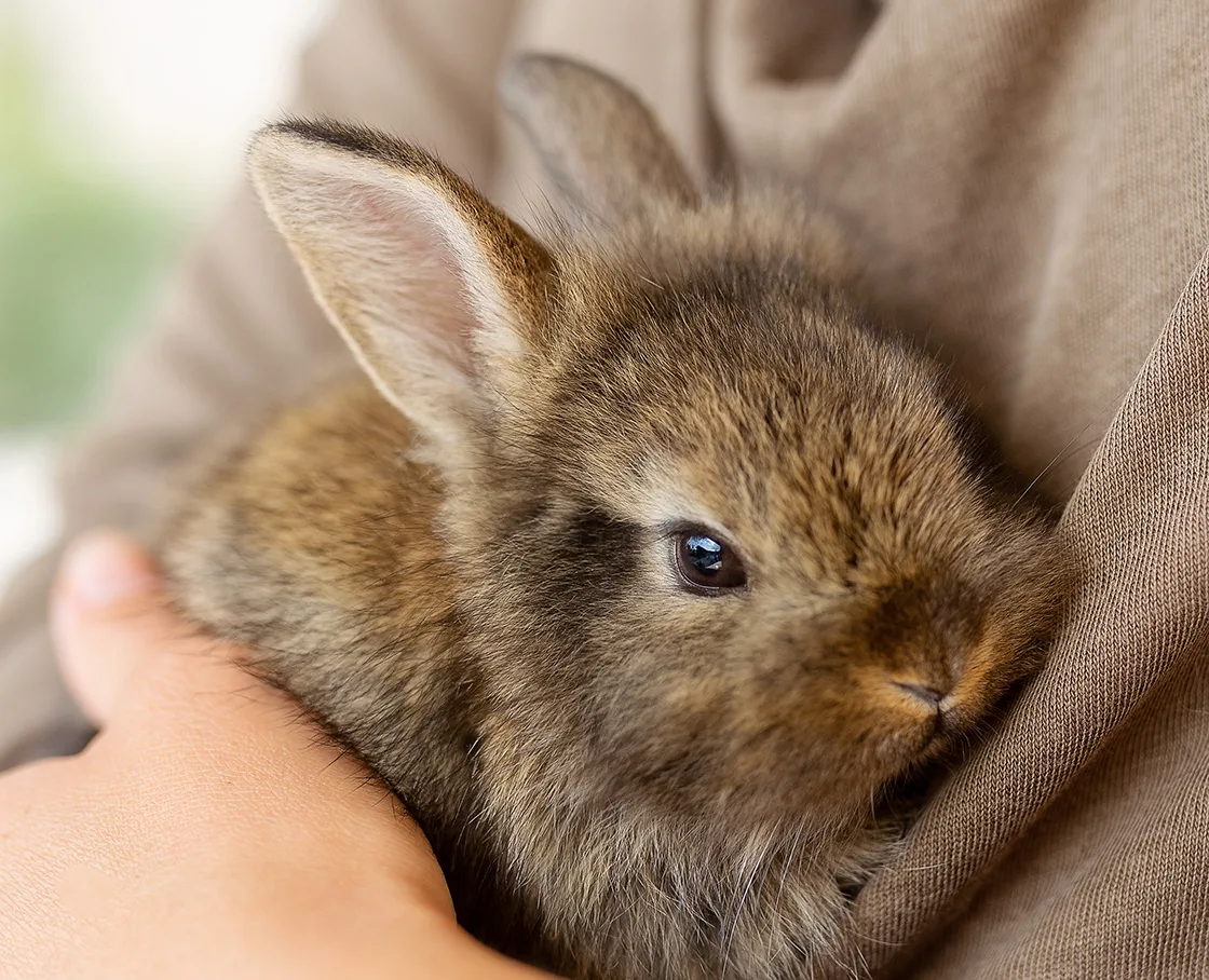 Girl holding tan rabbit