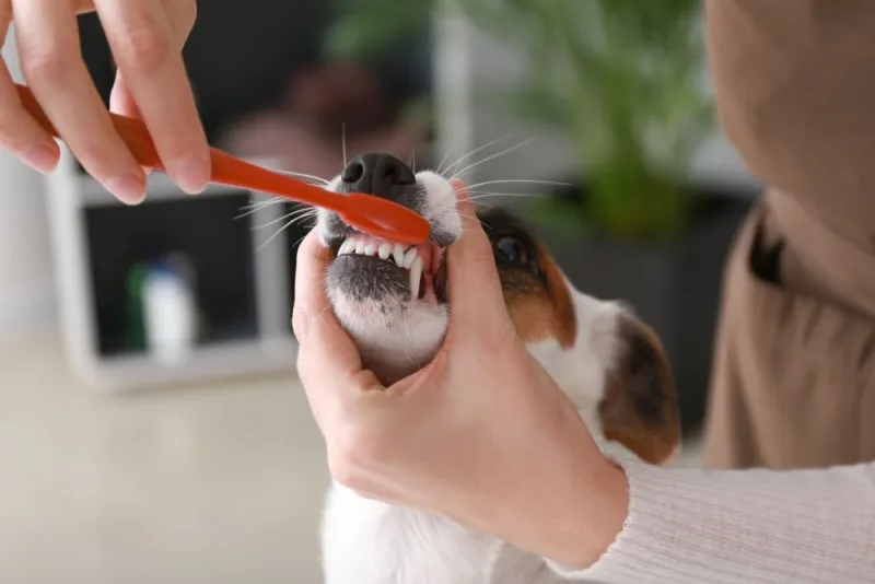 Is a dog's mouth cleaner than a human's mouth?