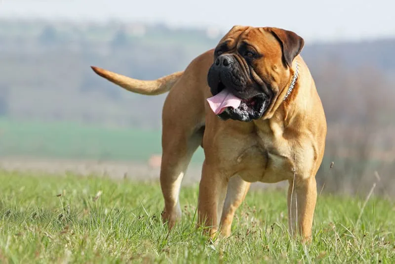 Cranial Cruciate Ligament (CCL) Surgery for Dogs