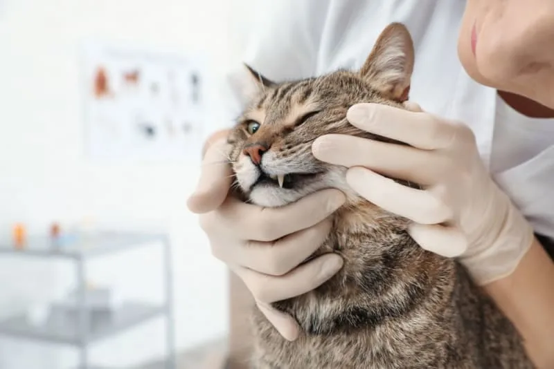Gingivitis in Cats - Symptoms, Causes & Treatments
