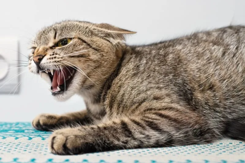 Rabies in Cats