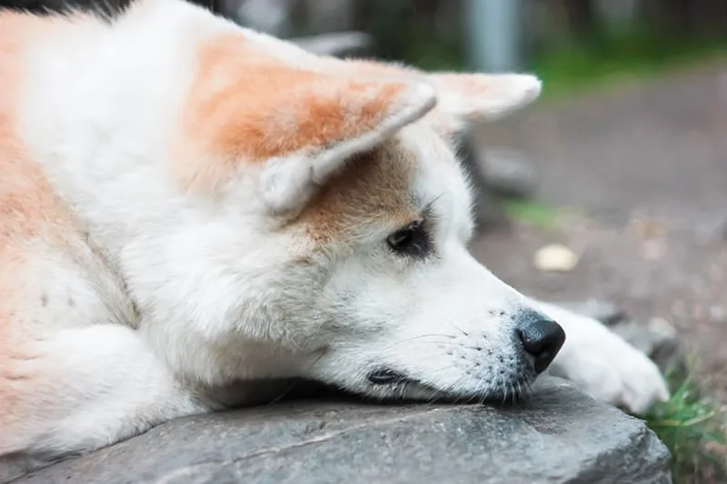 Is my dog depressed?