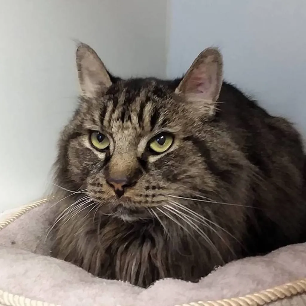 gray cat at vet office