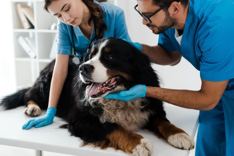 Why Might a Dog or Cat Need a Urinalysis?