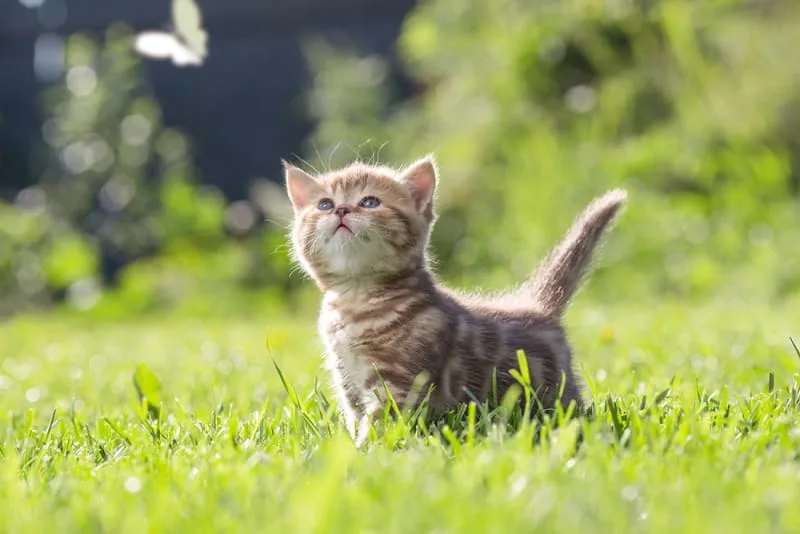 Your Essential Cat Vaccination Schedule