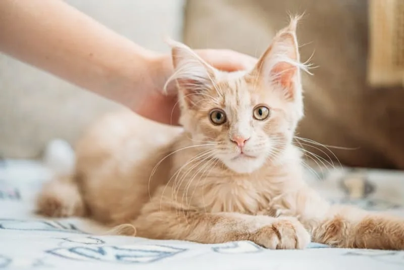 How to Take Care of a Kitten: Complete Guide
