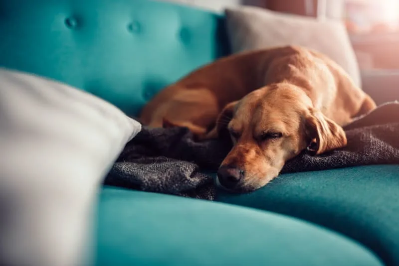 Bowel Obstructions in Dogs: An FAQ