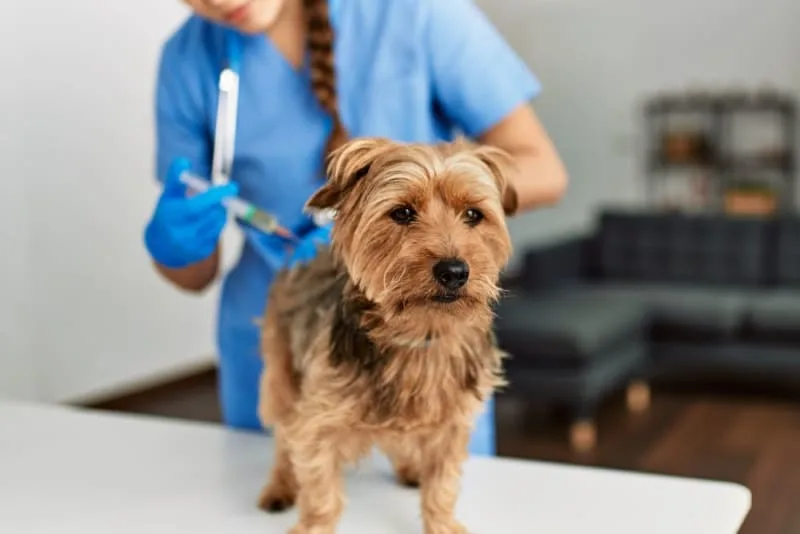 Dog Behavior Change After Vaccination