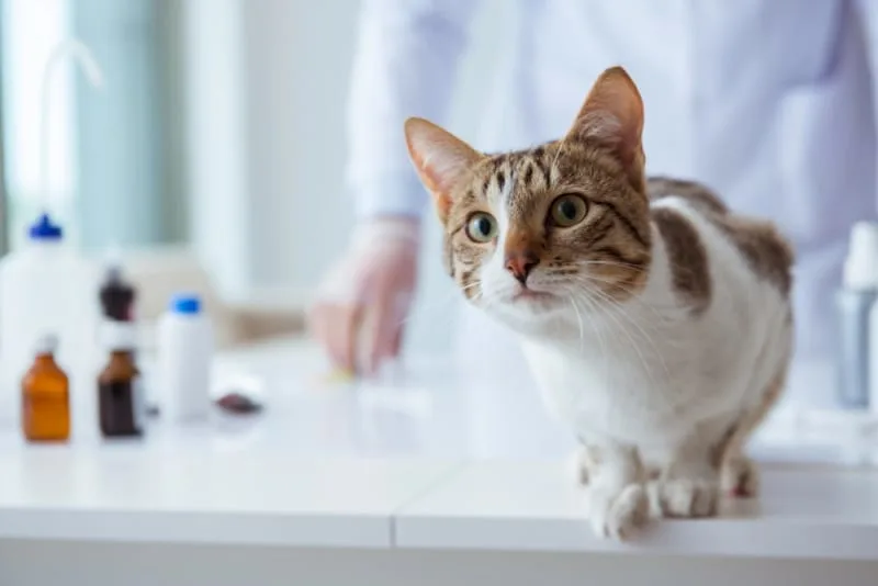 What is the FVRCP cat vaccine?