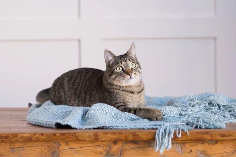 How Long Can You Leave a Cat Alone?