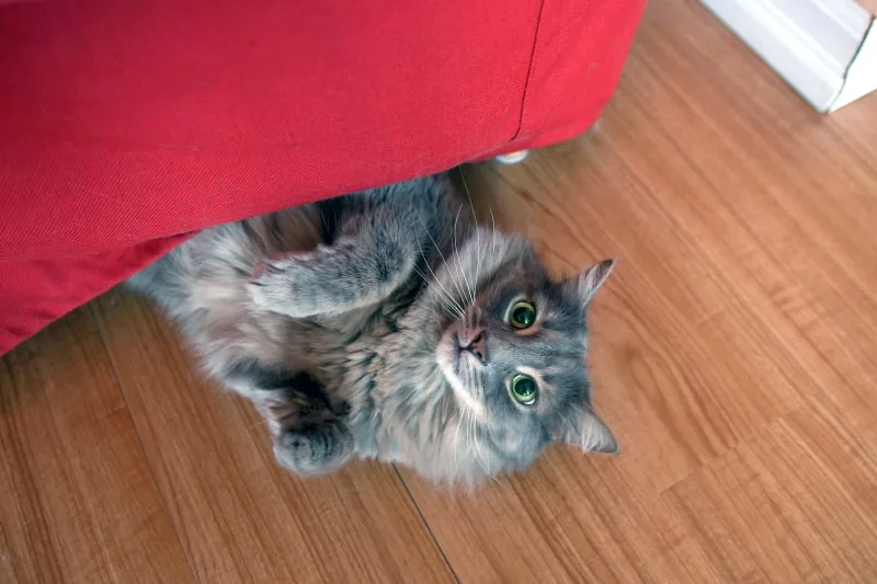 Why Is My Cat Breathing Heavy & What Can I Do