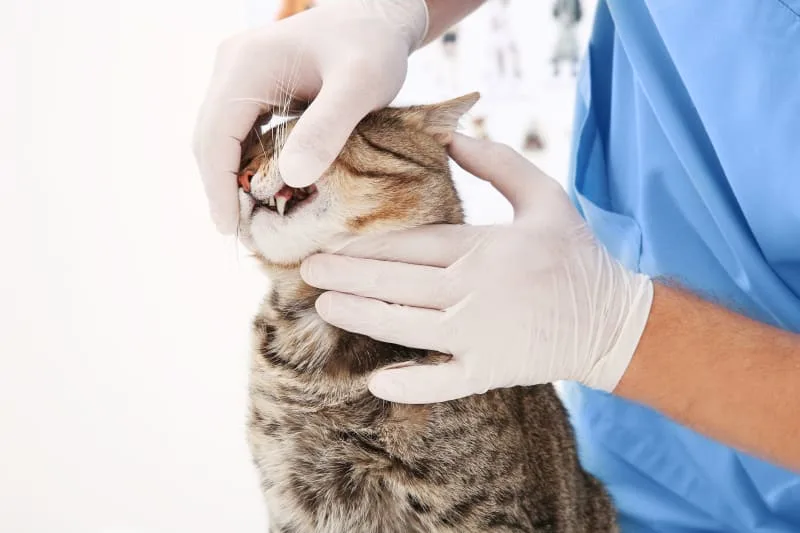 Gingivitis in Cats: Signs, Causes & Treatment