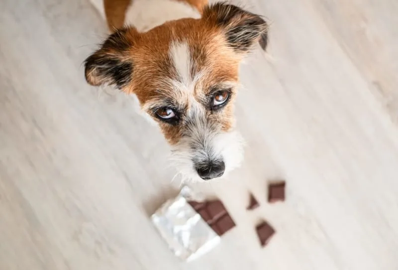 Signs That My Dog Has Been Poisoned