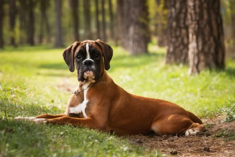Best Guard Dogs For Protection & Family