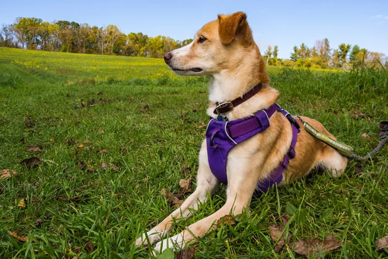 Bordetella & Your Dog's Health