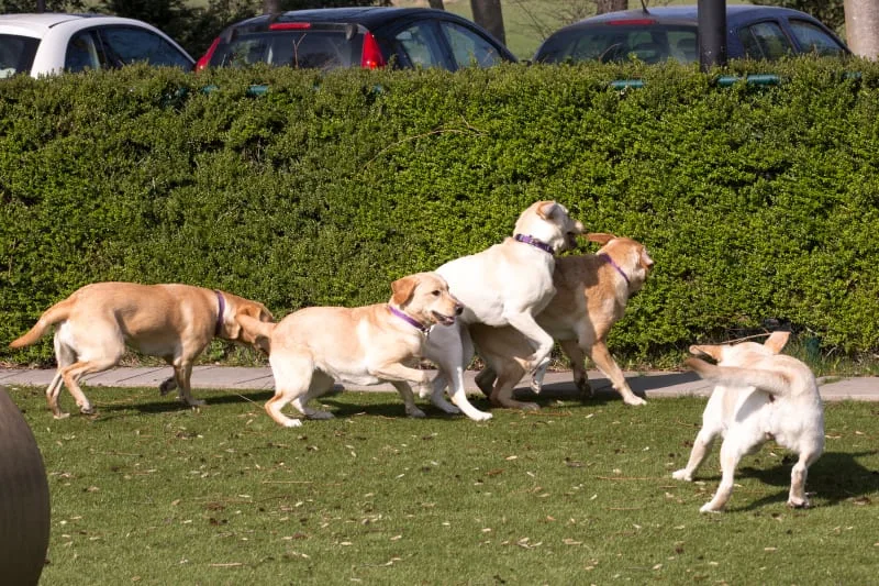 Where to Leave a Dog While on Vacation