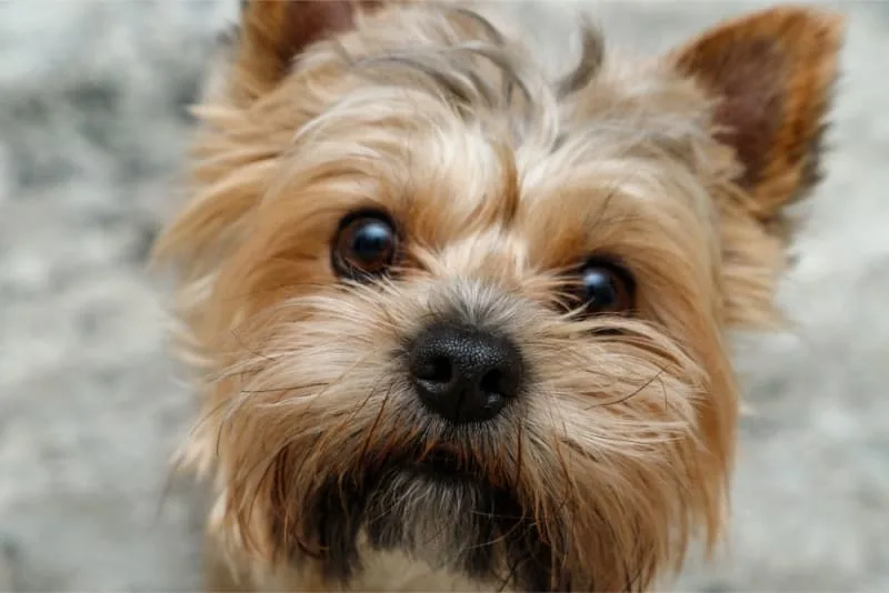 Drooling in Dogs: Why They Do it & What to Do