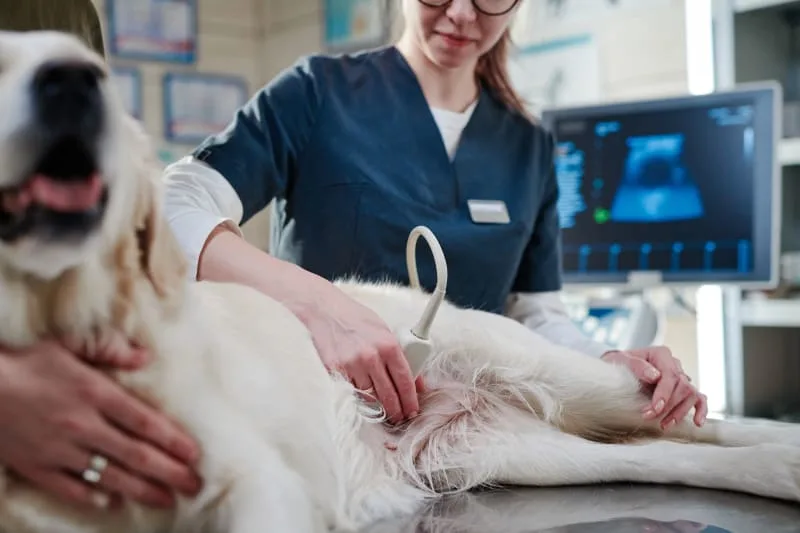 Ultrasound Technology For Pets