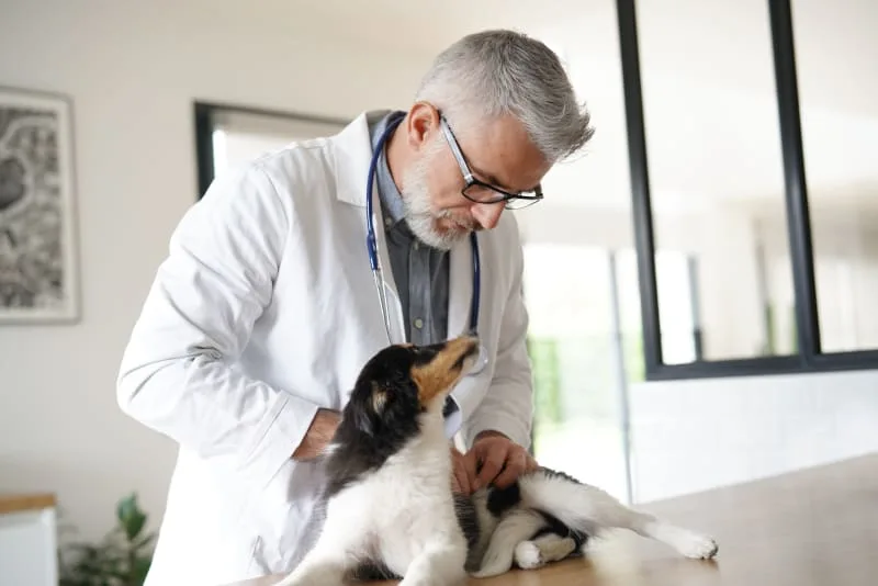 6 Things You Can Do to Keep Your Dog Healthy