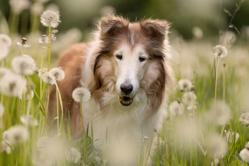 Causes & How to Treat Constipation in Dogs