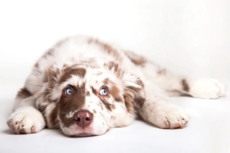 The Most Common Dog Illnesses: Symptom Checker